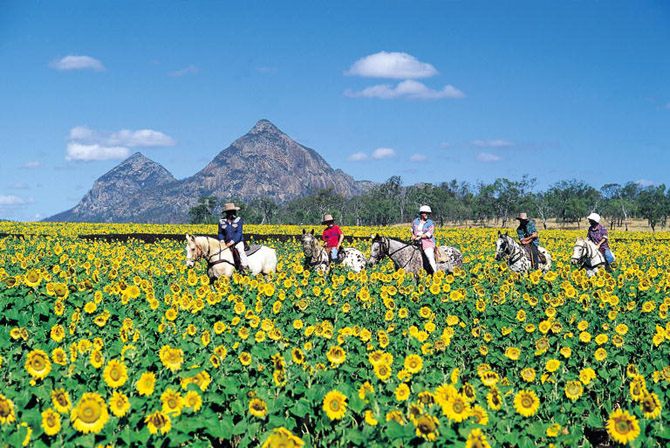 Sunflower Fields